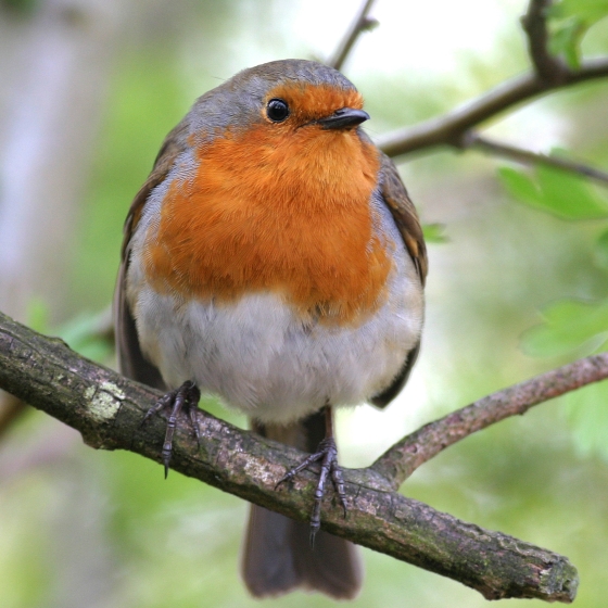 Robin | BTO - British Trust for Ornithology